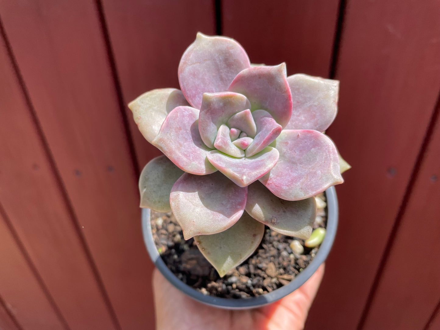 Succulent purple delight