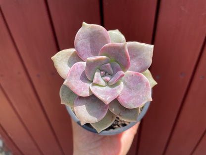 Succulent purple delight