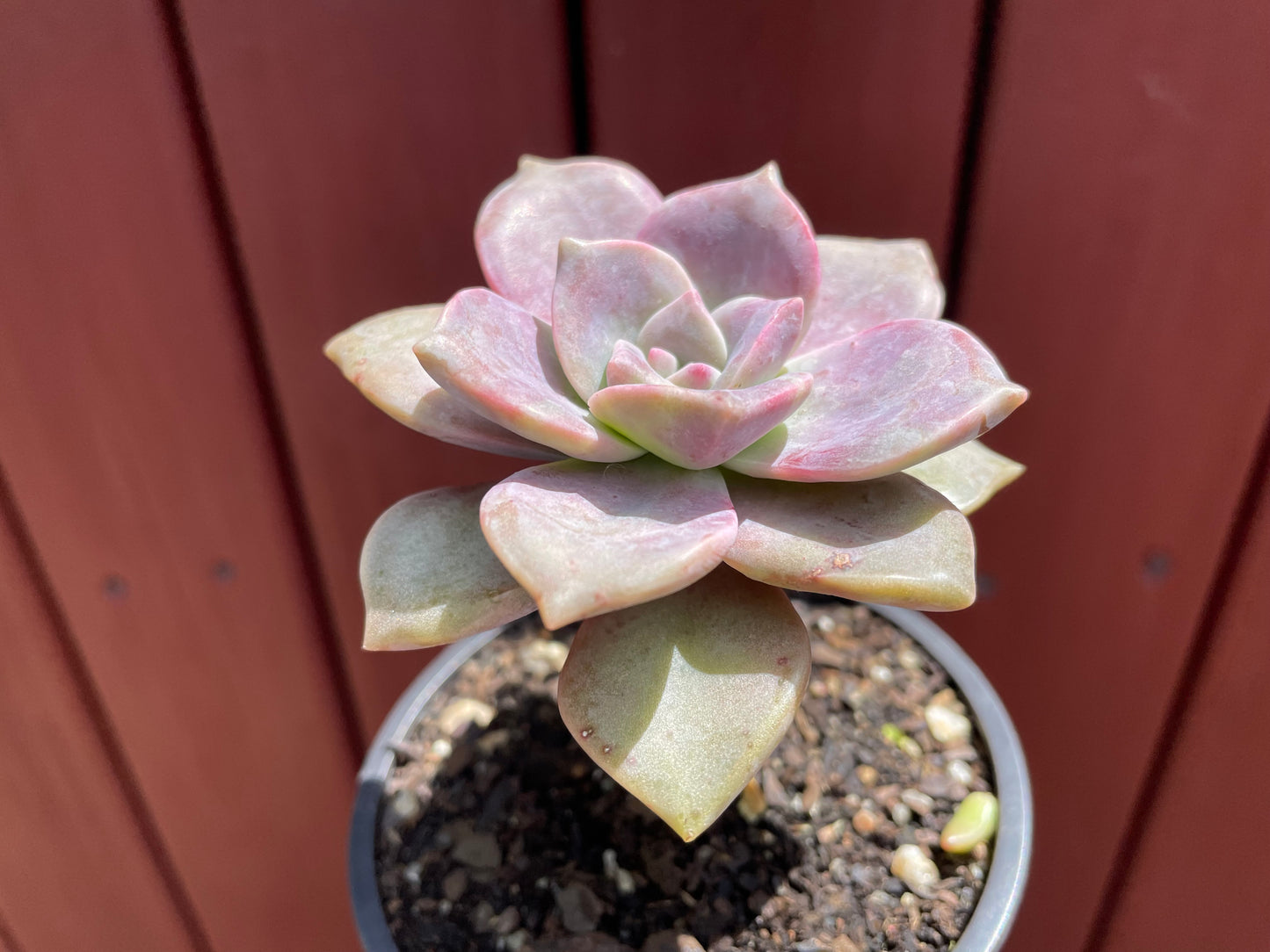 Succulent purple delight