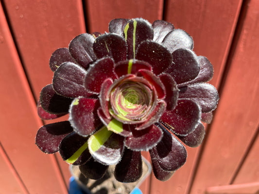 Aeonium Big Bang - 阴阳法师-爆炸法师