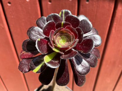 Aeonium Big Bang - 阴阳法师-爆炸法师