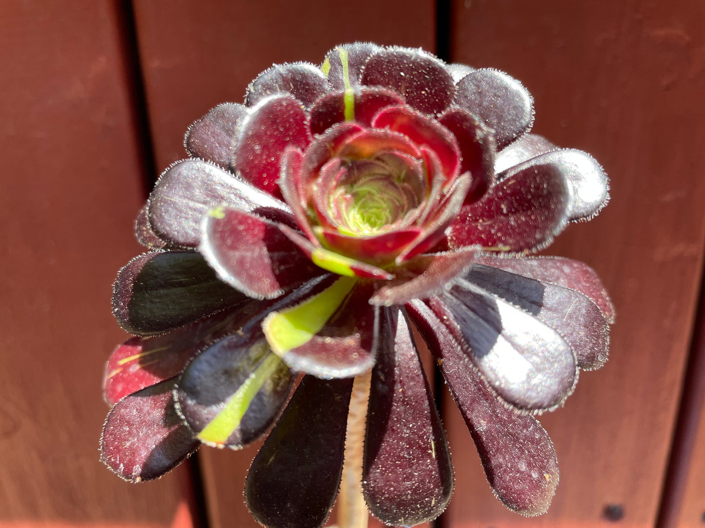 Aeonium Big Bang - 阴阳法师-爆炸法师