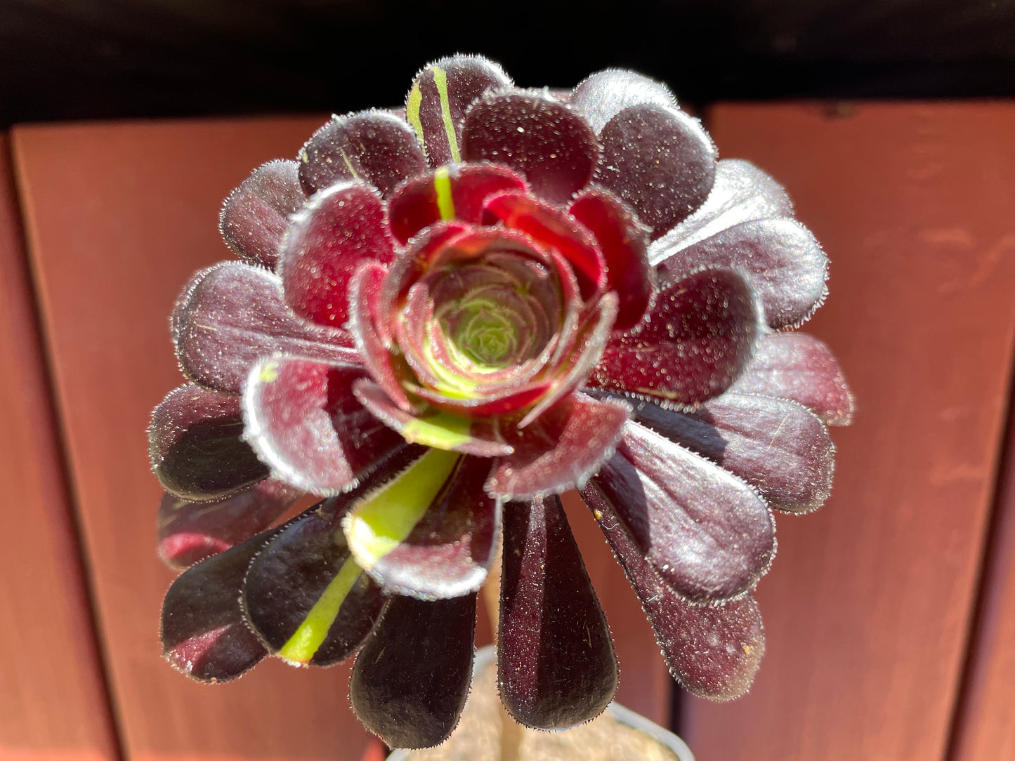 Aeonium Big Bang - 阴阳法师-爆炸法师