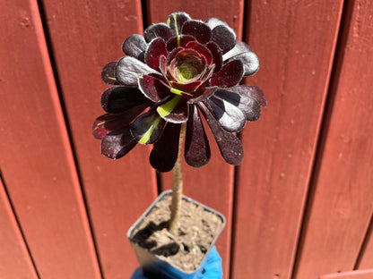 Aeonium Big Bang - 阴阳法师-爆炸法师