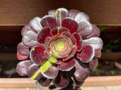 Aeonium Big Bang - 阴阳法师-爆炸法师