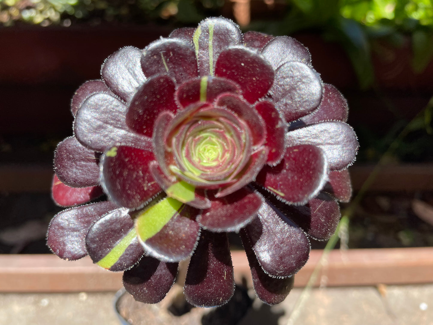 Aeonium Big Bang - 阴阳法师-爆炸法师