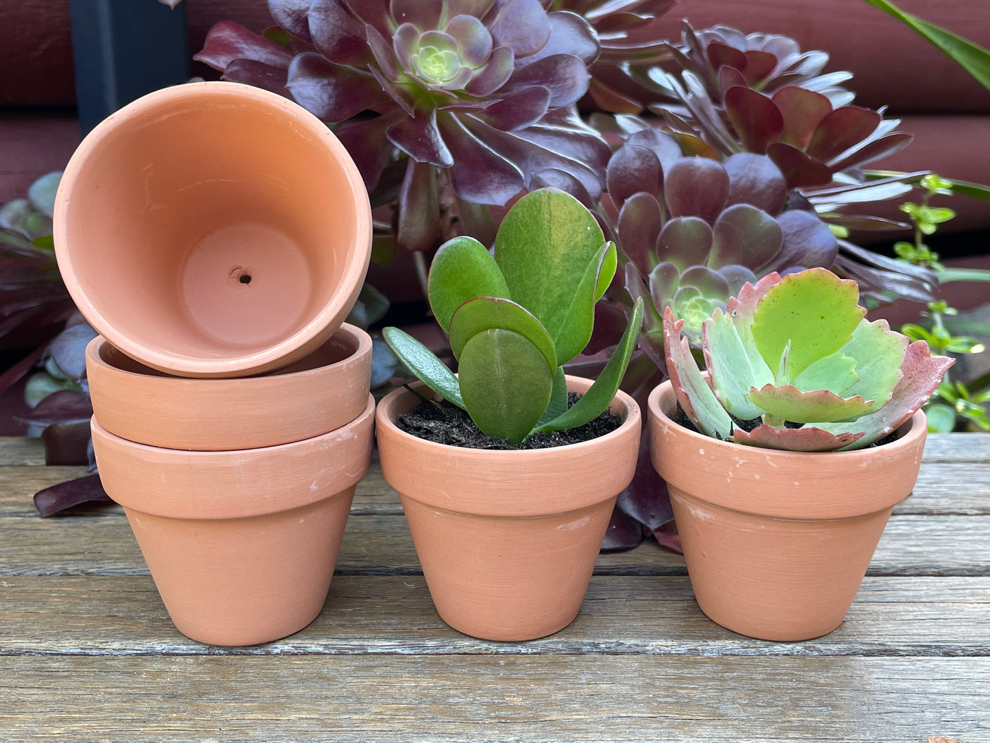 Set of 48 Terracotta Succulent and Cactus Planters with 7cm Draining Holes