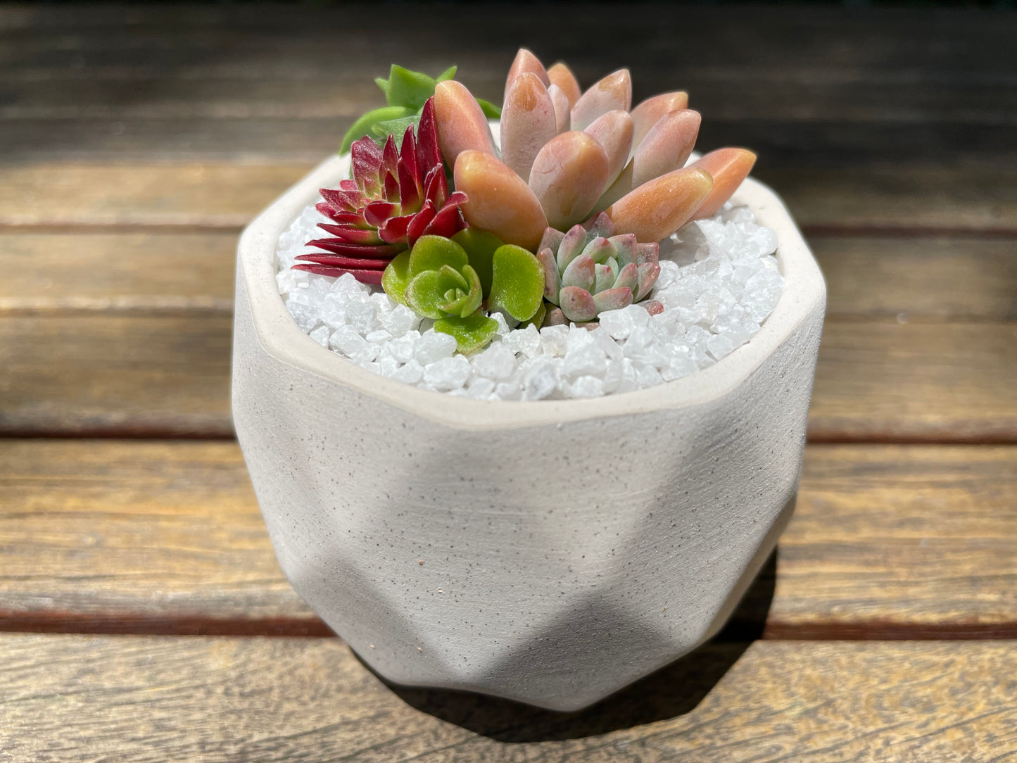 Succulent favour succulent arrangement only local pick up from Gymea NSW 2227