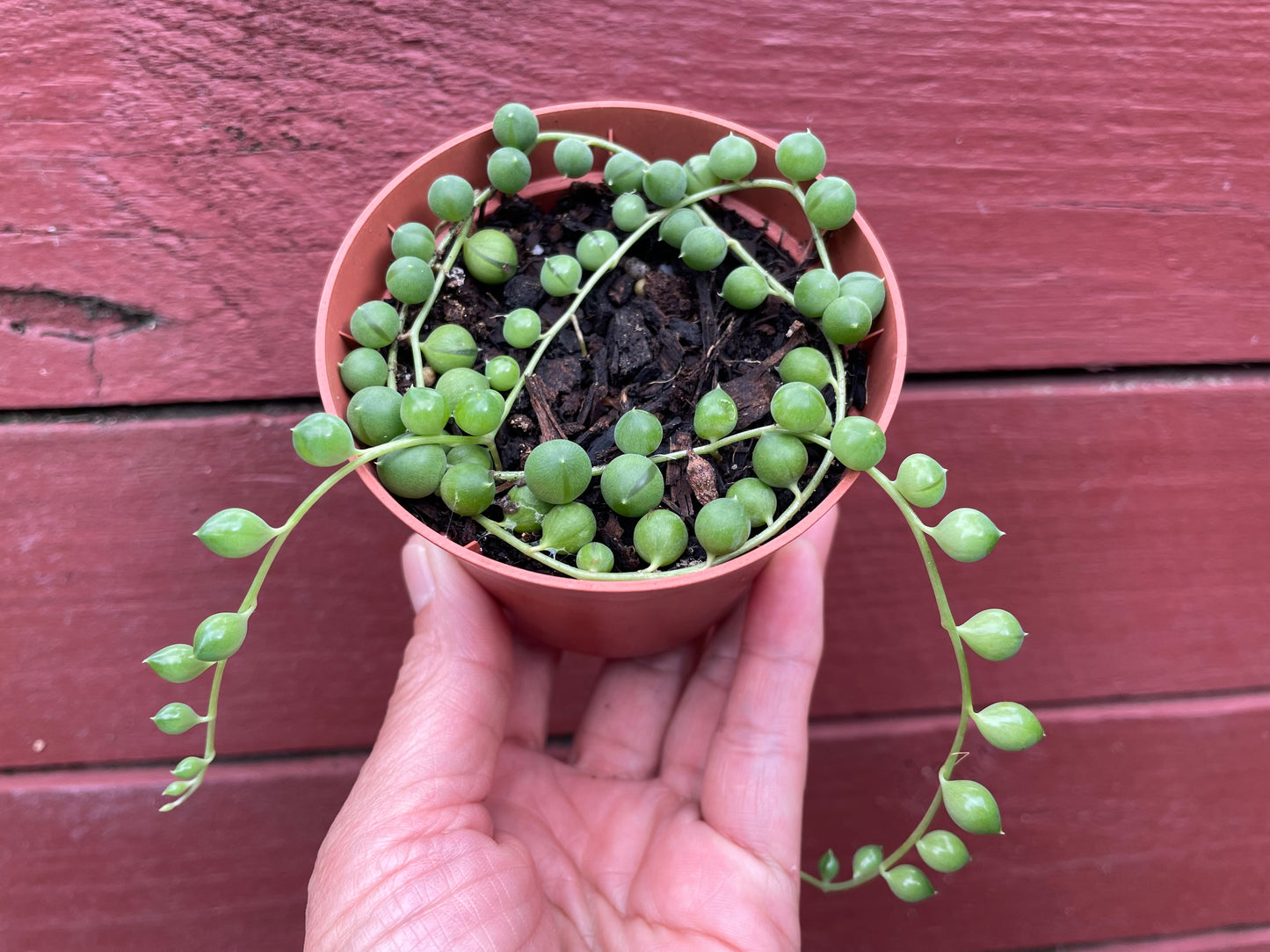 5x String of pearls cuttings 10cm length