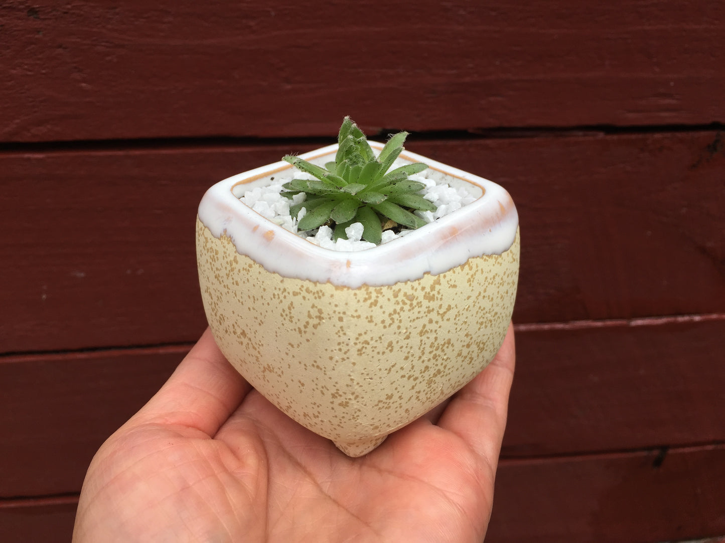 6 Mini Ceramic Succulent Pots with Feet