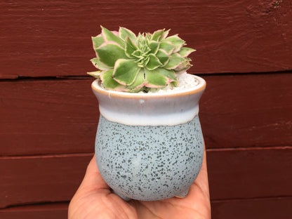 6 Mini Ceramic Succulent Pots with Feet