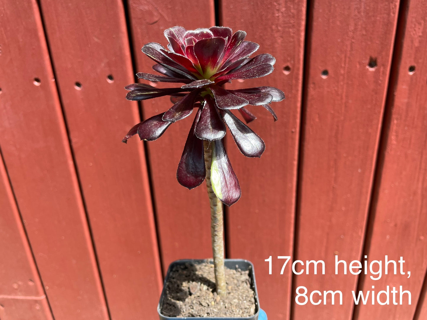 Aeonium Big Bang - 阴阳法师-爆炸法师