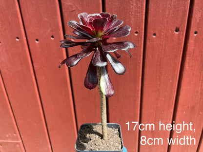 Aeonium Big Bang - 阴阳法师-爆炸法师