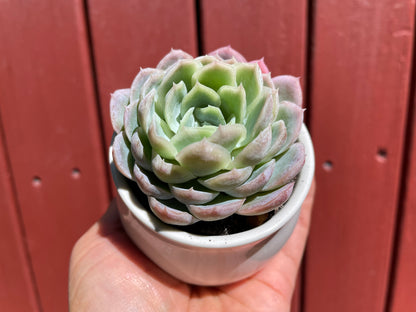 Echeveria Elegans Mexican Snowball - Live plant