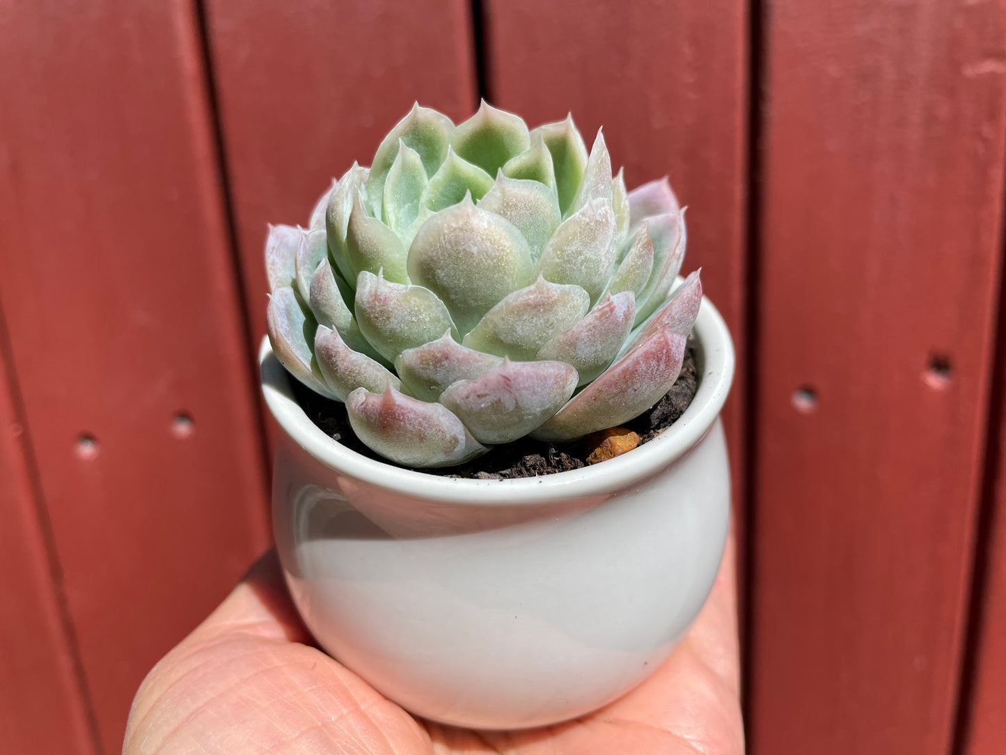 Echeveria Elegans Mexican Snowball - Live plant