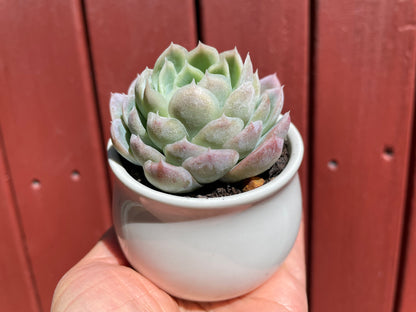 Echeveria Elegans Mexican Snowball - Live plant