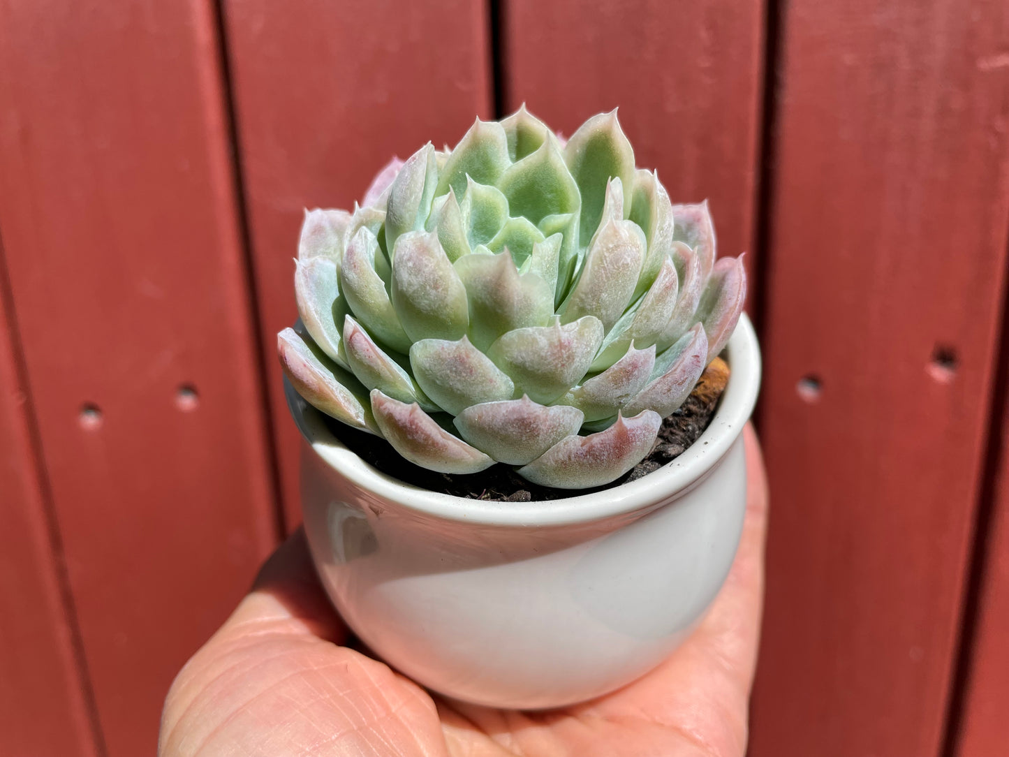 Echeveria Elegans Mexican Snowball - Live plant