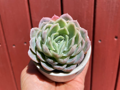 Echeveria Elegans Mexican Snowball - Live plant