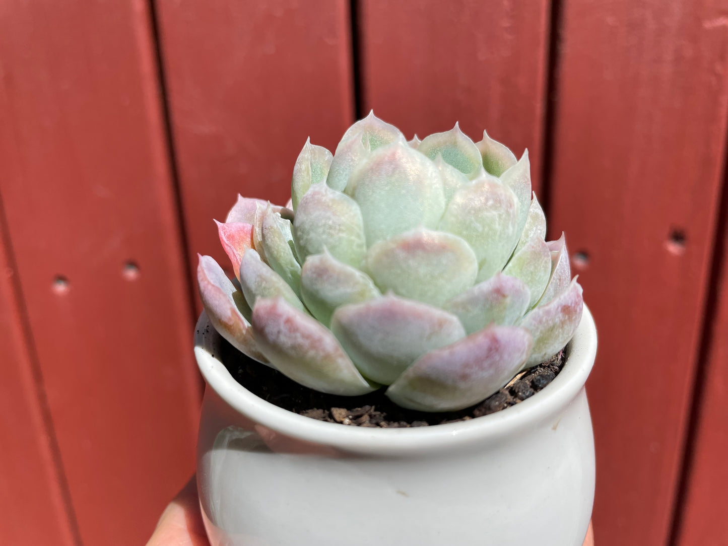 Echeveria Elegans Mexican Snowball - Live plant