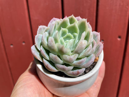 Echeveria Elegans Mexican Snowball - Live plant