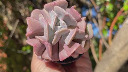 Echeveria cubic frost 7cm width