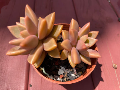 Succulent Graptosedum Bronze Delight