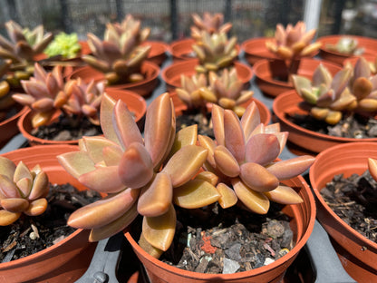 Succulent Graptosedum Bronze Delight