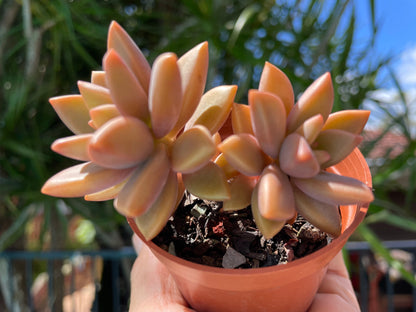 Succulent Graptosedum Bronze Delight