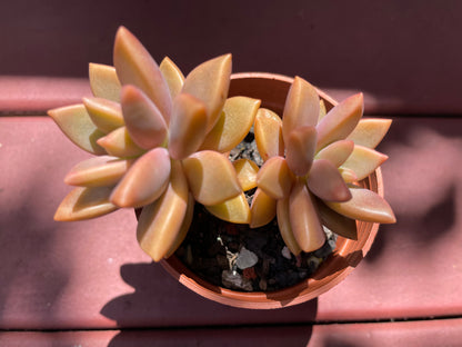 Succulent Graptosedum Bronze Delight