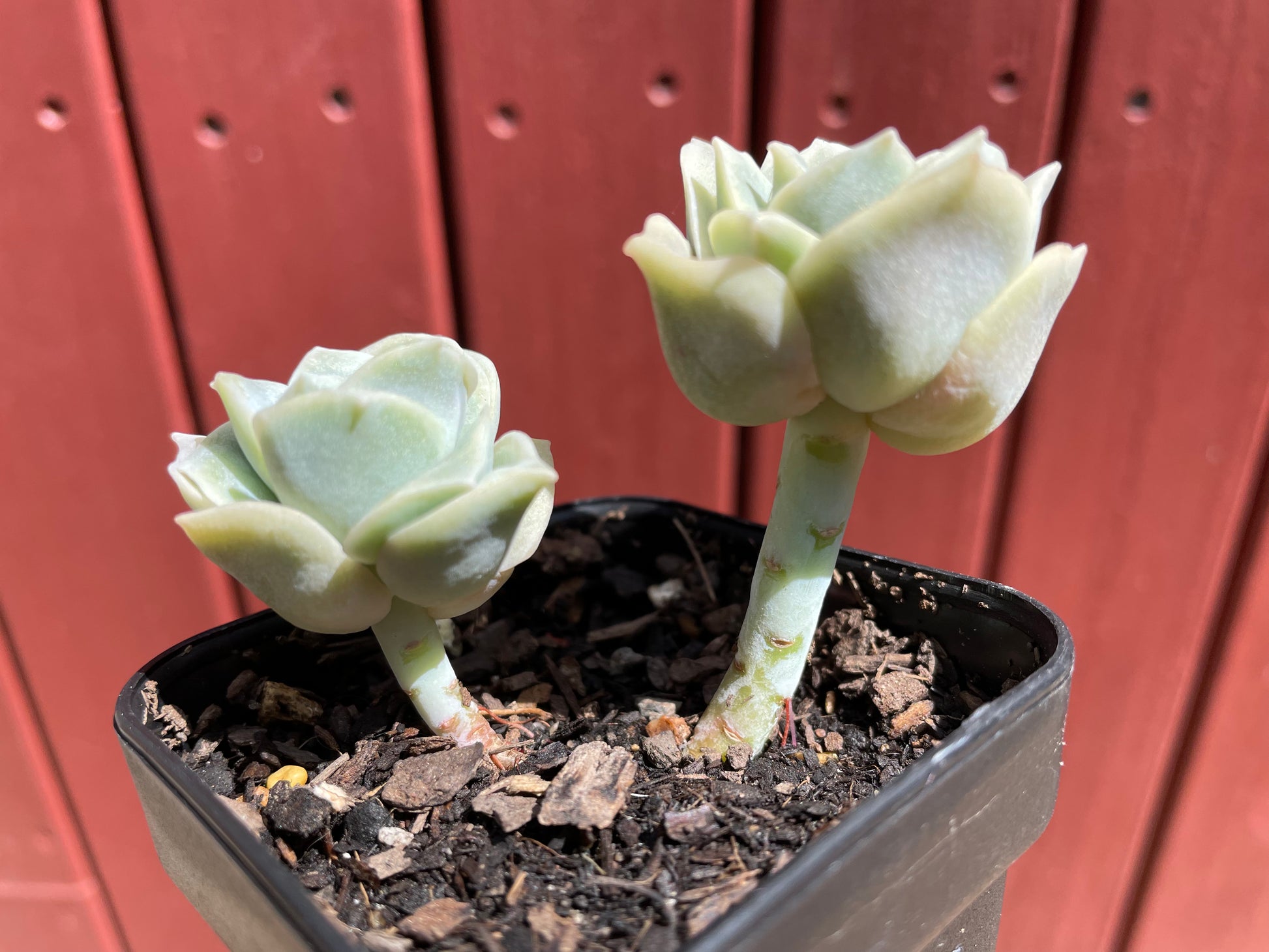 Rose succulent deals