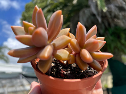 Succulent Graptosedum Bronze Delight